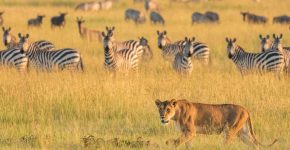 amazing African Safari Vacation