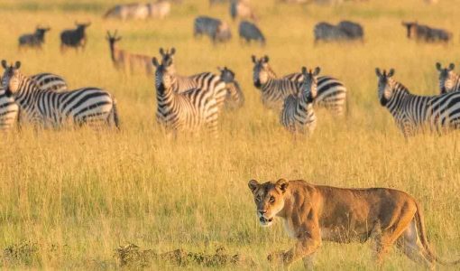 amazing African Safari Vacation