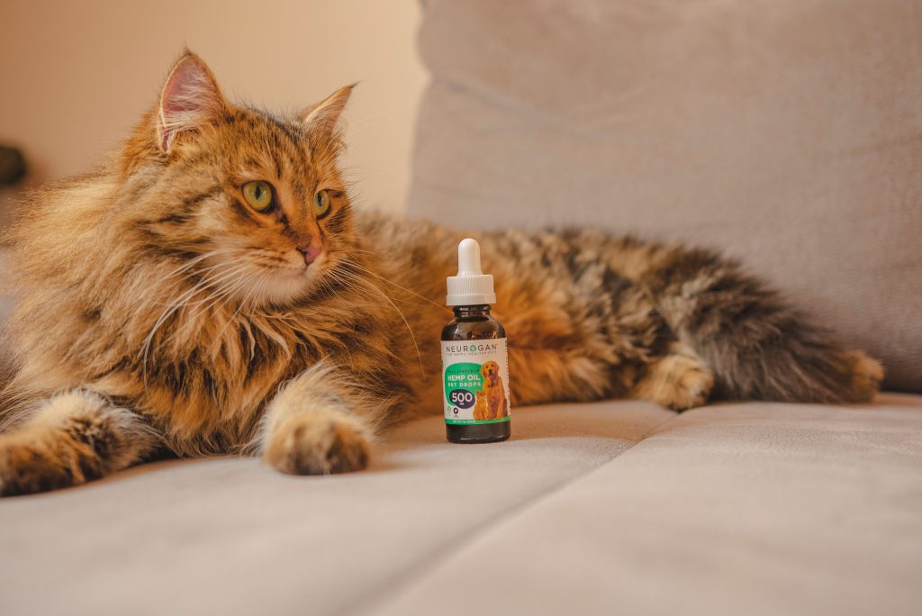 Points to be considered while purchasing CBD oil for cats